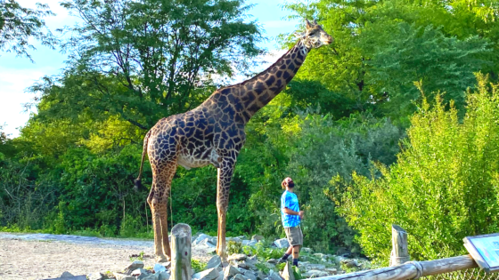 Drive Thru Zoo Safari, Pittsburgh Zoo|| Summer Quarantine Activities - The Brite Stuff